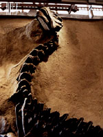 Dino Nat'l Monument