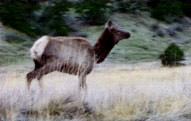 Bull 'o the Woods