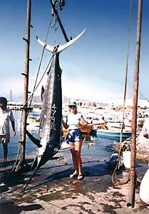 Cabo Sailfish!
