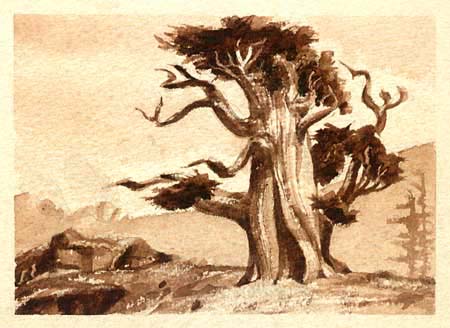 Sepia - Bristlecone Pine